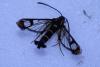 Synanthedon sp.